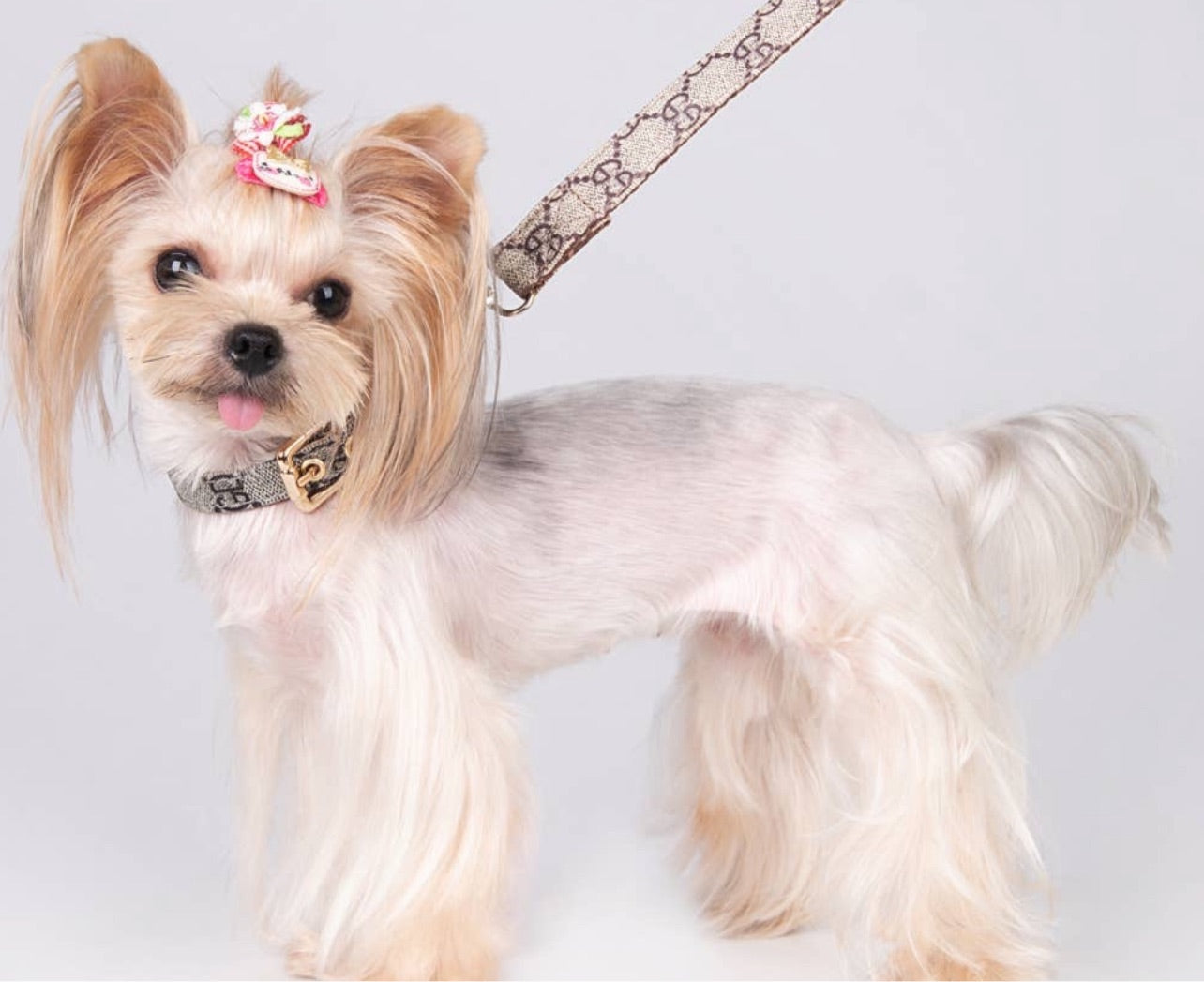 GD Dog Collars